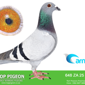 LOT 3: ZA CPL 25 648 (H) - ENTERED BY: Hot Rod Racing - 57TH FINAL RACE – 67TH ACE PIGEON – 66TH RACE 1 AT CARNIVAL OLR 2026 – Bred from “LUWAN,” carrying Kaasboer and De Rauw Sablon lines, and “MONEY RING,” whose pedigree includes “ARMAND” and “PORSCHE TAMMY.” – SEE PEDIGREE !!