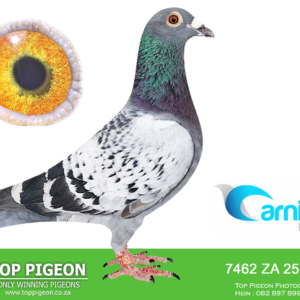 LOT 20: ZA TPA 25 7462 (C) - ENTERED BY: Wynand Steenkamp - 21ST RACE 3 - 26TH RACE 5 - A checkered pigeon bred from two Dinokeng Ace Bird performers. THE SIRE, “DIAMOND,” placed 7th Ace Bird at Dinokeng OLR 2023 and combines Charl Stander’s Turbo Tom line with Ferdie Coetzer’s Blou Bul line. THE DAM, ZA 22 SRPV 422, placed 4th Ace Bird at Dinokeng OLR 2022, including 22nd in Race 1, 16th in Race 4 and 29th in Race 7. Her pedigree brings together Tom Lock, Sablon 810 and SAMDPR winning lines. – SEE PEDIGREE !!!