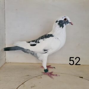 LOT 20: ZA 20 KUR 11355 (H) – SIRE: KPK 2188 Bred for stock Grand sire: TRPF 06593 – 17 BBP Cock of Soetdoring Lofts of ZA LIM 1851-10 Joshua, 1st Allflight (Super Crack/ Oswald ½ brother to sire of Mix! MDPR winner 2018! “Aces Bosman” 34700-06 35e SAMDPR, Sire of Boeing Doring 1 Father of Mix/Best Disastrous flight genetics GRAND DAM: “Katli” ZA LIM 2444-11 Winner Klapmuts, of NL 08-3814682 (“U2”) 21st SAMDPR, PEETERS HUYBRECHTS x NL 09 Famous “Wounded Knee” AD Schaerlaeckens Ace of Aces Dam: NWPF 17 0572 CH 3 x Winner Grand Sire: 667 DV-09-06503 Sudhoff – Van Beers Kitchenbrand Lofts Grand Dam: 651 DV 0906503 Sudhoff – Van Beers