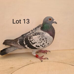 LOT 22: ZA 20 KUR 10069 (C) – Raced 13th Position and 3rd Ace Pigeon – SIRE: BELG 2148884 / 2016 Sire to: ZA KPF 1817/18 3rd Ace Carnival 2019. ZA KUR 10069/20 3rd Ace Carnival 2021. GrSire to ZA 258806/20 3rd Final,6thAce Diaz 2021. ZA KPK 185400/19 4th Ace Carnival 2020 DAM: ZA ARIEL 047 / 2017 Vandenabeele/Hooymans Dam to: ZA KUR 10069/20 3rd ACE Carnival OLR 2021 ZA KPK 5131/19 23rd Ace Carnival 2020 – STRAIN: Vandenabeele – Hooymans