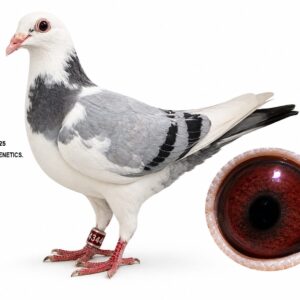 LOT 10: ZA 25 TOTI 4344 – A beautiful pigeon carrying top Golden Spritzy genetics, intensely bred to the legendary “BRAHMAN” and “SPRITZY.” THE SIRE is bred from “SHADOW” and “SNOW WHITE,” combining proven racers and breeders responsible for numerous winners. THE DAM, “WINGER,” is inbred to “BRAHMAN” and “SPRITZY” and is bred from the proven Golden Spritzy pigeons “TROY” and “WHITE SATIN” – SEE PEDIGREE !!!