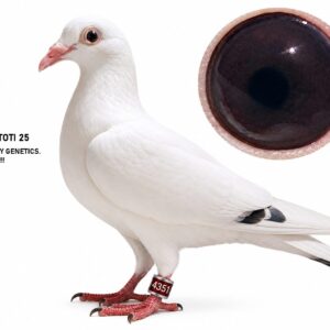LOT 3: ZA 25 TOTI 4351 – A beautiful white pigeon carrying top Golden Spritzy genetics, intensely bred to the legendary “BRAHMAN” and “SPRITZY.” THE SIRE is bred from “SHADOW” and “SNOW WHITE,” combining proven racers and breeders responsible for numerous winners. THE DAM, “WINGER,” is inbred to “BRAHMAN” and “SPRITZY” and is bred from the proven Golden Spritzy pigeons “TROY” and “WHITE SATIN” – SEE PEDIGREE !!!