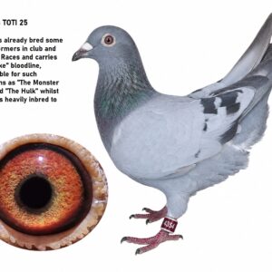 LOT 9: ZA 25 TOTI 4354 – A quality pigeon bred from proven De Sterke, New Carelly, Salynero and “810” genetics. THE SIRE, “SON NEW SALY,” is already the father of an Ace Yearling Series winner and a 25th Final Central Provincial Lofts pigeon over 700 km. THE DAM, “BLUE GOLD,” represents the famous “810” family responsible for at least 10 One Loft Race Final winners, including a Victoria Falls World Challenge Final winner – SEE PEDIGREE !!!