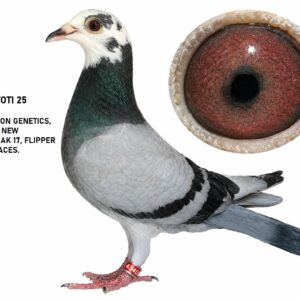 LOT 5: ZA 25 TOTI 4340 (H) – “NEW SALYNERO CARELLY” – A quality blue hen carrying pure Sablon genetics through “SALYNERO,” “GOLDEN CARELLY,” “BAK 17,” “FLIPPER” and “BLUE ACE.” THE SIRE, “BEST BAK BOY,” combines the finest Salynero, Bak 17, Blue Ace and Flipper bloodlines. THE DAM is bred from “JNR PEARL EYE DREAM,” a full brother to top breeder “SARAH’S PEARL EYE,” and “LINEBRED BAK 17’S BEST” – SEE PEDIGREE !!!