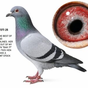 LOT 4: ZA 25 TOTI 4305 (H) – “GREY EYED BEAUTY” – A quality blue hen carrying the best of the famous “BAK 17” and “810” bloodlines. THE SIRE, “8 × 810 / BAK 17 MAGIC,” is intensely bred to “SUPERBREEDER 810” and “SUPERBREEDER 8855,” combined with the proven De Rauw-Sablon “BAK 17” family. THE DAM, “SARAH’S PEARL EYE,” is a top De Rauw-Sablon breeder and the dam of a Yearling Ace Series winner – SEE PEDIGREE !!!