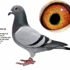 LOT 7: ZA 25 TOTI 4352 (C) – A strong and beautiful cock carrying the very best of the famous “810” and De Rauw-Sablon “BAK 17” bloodlines. THE SIRE, “BLUE BULLET,” represents the proven “810” family responsible for at least 10 One Loft Race Final winners, including a Victoria Falls World Challenge Final winner. THE DAM, “BAK 17’S BEST,” combines “LUCKY 534” with “LINEBRED BAK 17’S BEST,” bringing together generations of proven long-distance and One Loft Race genetics – SEE PEDIGREE !!!