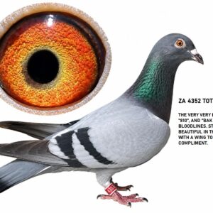 LOT 8: ZA 25 TOTI 4353 – A strong and beautiful pigeon carrying the very best of the famous “810” and De Rauw-Sablon “BAK 17” bloodlines. THE SIRE, “BLUE BULLET,” represents the proven “810” family responsible for at least 10 One Loft Race Final winners, including a Victoria Falls World Challenge Final winner. THE DAM, “BAK 17’S BEST,” combines “LUCKY 534” with “LINEBRED BAK 17’S BEST,” bringing together proven long-distance and One Loft Race genetics – SEE PEDIGREE !!!