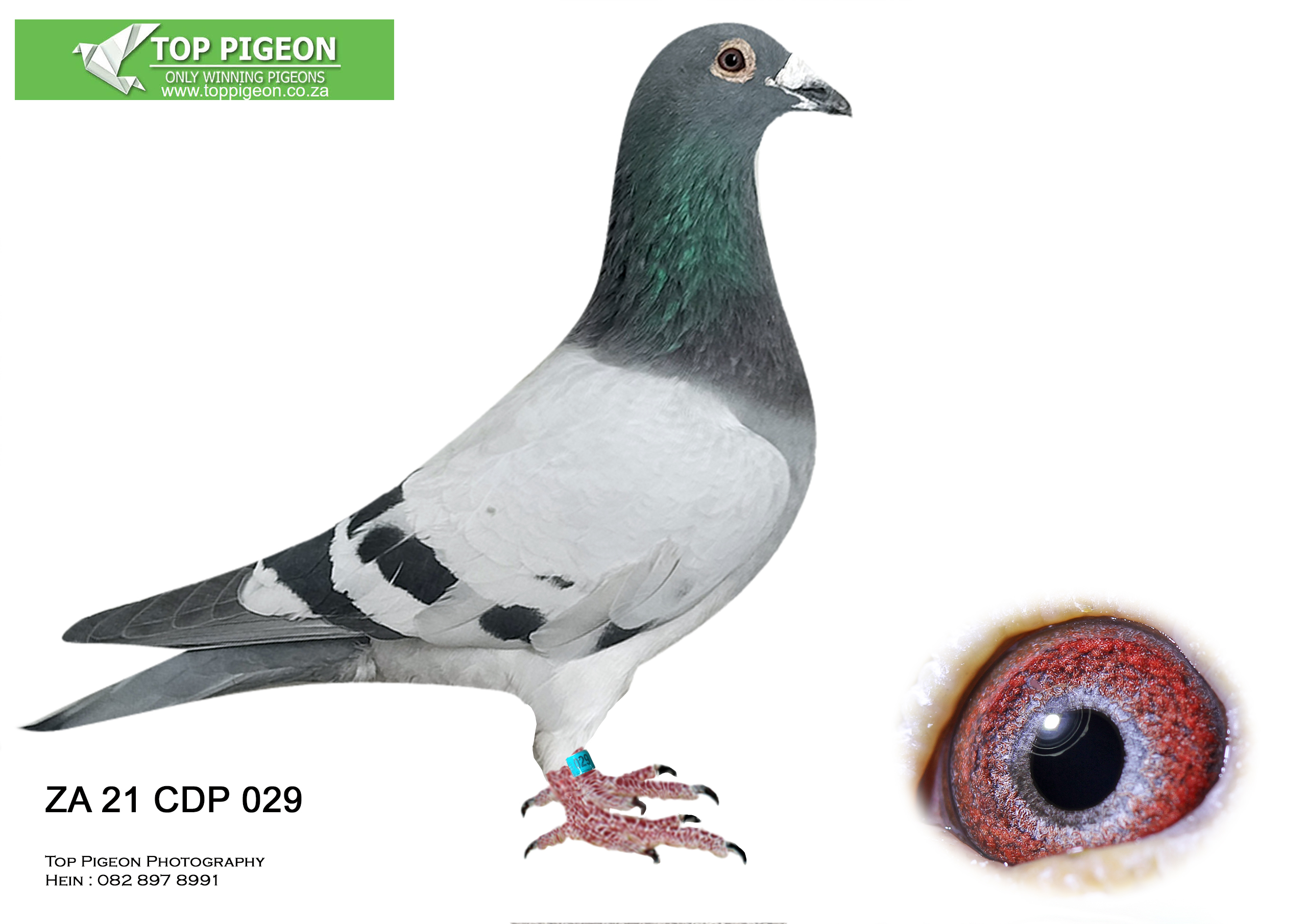 LOT 17: ZA 21 CDP 029 BB (BRED BY DU PLOOY FAMILY LOFTS) —- SIRE: ZA 17 FB 28917 . Alias “KLAAS” Strain: A.U.H. KLAAS Color: Blue Bar Does not fly — only for breeding — Son of ” DER BOMBER ” DV00507-12-744 X Daughter of ” BIRDY ” ZA 24333/13 Pure A. KLAAS — Germany.—–DAM: ZA 12 OP 15361 . Alias “Black Pearl ” Strain: Jim Strydom/Tone Du Toit Color: Blue Bar This Hen is build around union champion pigeons and pigeons won and bred muliple winners. Bred ZA 15 23275 Hen 10th Final Cradock OLR 2016 Bred ZA 16 2762 cock 6th ace, 12th Final Cradock OLR 2017. Bred ZA 18 104856 cock 5th Final Cradock OLR 2019. Hen was bred by Manie Kruger.SEE PEDIGREE!!!