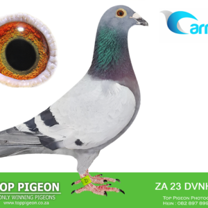 LOT 28: ZA 23 DVNH 142