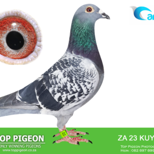 LOT 18: ZA 23 KUYS 33 -SIRE:ZA 2022 KUYS 194. -DAM:ZA 2017 WPU 4402.MAGETZANE HOKKE COLOR: CH RACE RECORD: 2020 OPENS – 5TH RACE 5, 51ST RACE 4, 176TH RACE 3, 84TH RACE 1 / 2021 OPENS 104TH MATJIESFONTEIN CHALLENGE. BOUGHT ON TOP PIGEON AUCTION.SEE PEDIGREE!!!!