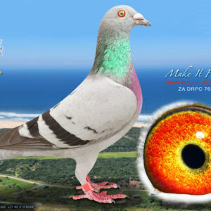LOT 5: ZA 25 DRPC 764 (H) – “MAKE IT HAPPEN” – ENTERED BY: RIPPON RACING – GREGG – 46TH FROM 360 PIGEONS, IXOPO 2 (525 KM) – 73RD FROM 442 PIGEONS, IXOPO (525 KM) – A quality blue-bar hen bred from proven Webster Lofts, SAMDPR, Karoo Million, Dinokeng and Diaz bloodlines. THE SIRE combines “WOLVERINE,” “SAVVAS,” “HAWK TALK,” “LUKE DONALD” and “DERO.” THE DAM, “PRIME TIME,” is a full sister to the 1st Final and 1st Baby Series winner at Diaz Lofts 2025 – SEE PEDIGREE !!!