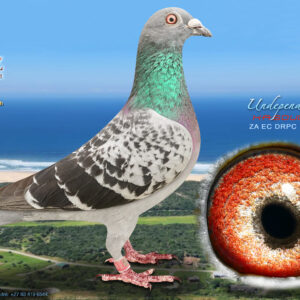LOT 22: ZA 25 OP 19 (C) – “UNDEPENDANT” – ENTERED BY: KASOUGA – A quality blue-check cock bred from proven Diaz One Loft Race and international long-distance bloodlines. THE SIRE, ZA 23 1031, was 10th Ace Pigeon Diaz Babies and won Race 6 over 440 km. THE DAM, BE 19 3040150, is inbred to the 1st National Agen family, and her full sister bred 7th Hoosier Classic – SEE PEDIGREE !!!
