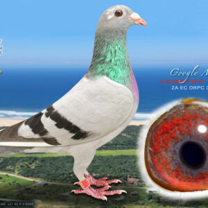 LOT 11: ZA 25 DRPC 308 – (H) – “GOOGLE MAPS” – ENTERED BY WEBSTER LOFTS. A quality blue-bar pied hen that achieved 32nd Race 3 over 352 km at the Diaz One Loft Race. She is bred from “DANCE N’ DASH BOSS,” 5th Ace of Aces and a multiple top performer, paired to “MAXI,” 2nd Ace Diaz1 OLR 2019 and a proven producer of outstanding One Loft Race pigeons. Full sister to “MILE HIGH CLUB,” “SEE THE STARS” and “VELOCITY SURGE,” with the family also producing a 5th Final Race winner and multiple Ace Pigeons – SEE PEDIGREE !!!
