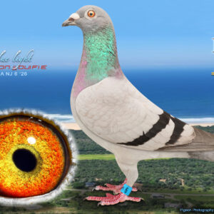 LOT 10: ZA 26 NJ 6 (H) – “BLUE LIGHT” – ENTERED BY: PIGEON & DUIFIE– EQUAL WINNER HOTSPOT 4 – 10TH POSITION – A quality smokey blue-bar hen bred from proven Tom Lock, Sablon, “810” and Golden Carelly bloodlines. THE SIRE, ZA 24 OP 5939, is bred from “19150” × “810,” while THE DAM, ZA 18 OOA 348 – “MISS GOLDEN CARELLY,” carries the Golden Carelly family four times in the pedigree – SEE PEDIGREE !!!