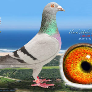 LOT 3: ZA 25 6712 – ENTERED BY: NORMAN PHILLIPS LOFTS – A quality youngster bred from “STRICKER” × ZA 24 211, the 2nd Ace Pigeon at Diaz Babies 2024, winner of Race 6 and 3rd in the Final Race. THE SIRE is bred from the outstanding pair “THE ORIGINAL” × “SMALL DIAMOND,” responsible for SANPO medal winners, Union winners and top One Loft Race performers. THE DAM is a proven Diaz performer bred from “BARNIE” and “FRANKIE,” both proven racers and breeders – SEE PEDIGREE !!!