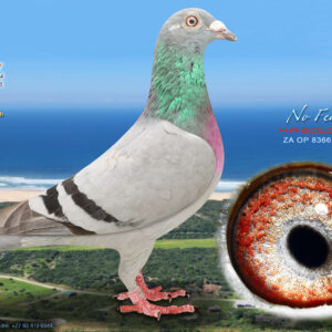 LOT 18: ZA 25 OP 8366 (H) – “NO FEAR” – ENTERED BY: KASOUGA – A quality blue-bar hen bred from proven One Loft Race performers. THE SIRE, ZA 24 1038, was equal 1st and officially 5th in the 635 km Diaz Final. THE DAM, DV 20 02371-89, achieved 16th Cape Town OLR Final and 23rd Ace Pigeon Average, while her nestmate was 4th in the Thailand Nong Chok Final – SEE PEDIGREE !!!