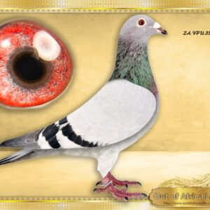 LOT 9: ZA VPU 3500/25 (C) - “ 917 CLAUSING ONE LOFTS “     SUPER PIGEON! Superb wing! Silky soft feathering. Perfect balance.   Linebred to ZA GRPA 00571/12. -SUPERBREEDER - FOUNDATION COCK. Sire to ZA CYRILS 2851/16 - 1st Ace Long Distance GPUNION 2018  Ggsire to ZA VPU 9224/20 -"LEOPARD"-Equal 1st on the drop - 4th Dinokeng Final 2021, Colesberg, 655km, vel 1344  "LEOPARD" is Dam to ZA VPU 4265/25-  5th Final SAIPR Winter 2026 -Winning R90 000-SEE PEDIGREE - Also Gsire to :  ZA OOA 545/19 - A proven breeder for Thomas.  ZA BRPC 452/16 - 2 X Winner. - Bred and raced by D Van Niekerk  1st Club, 1st OVRFederation Koffiefontein Y./B  - SEE PEDIGREE !!