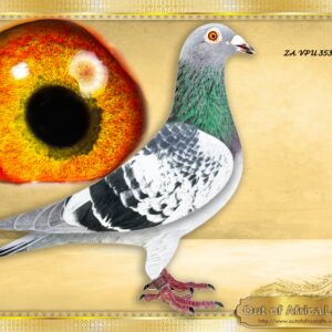 LOT 8: ZA VPU 3530/25  (H) -“ OOA LOCK ACES IN 1 “  A SUPER PIGEON! This hen was bred from our ACE PIGEONS & SANPO MEDAL WINNERS LINE  Daughter to OUR SUPERBREEDER ZA OOA 318/18- Sire to ZA VPU 6564/23 - Raced and scored 13 times in a row as yearling.-SEE PEDIGREE  Again winner as 2 year old - 1st Club, Prieska, O/B, 332km, vel 1638  As yearling- 2ND  ACE SUPER LEAGUE  1ST BEST BIRD OVERALL CLUB  1ST  BEST BIRD YOUNGBIRD SERIES     * Granddaughter to ZA GPU 15838/11-3 x Winner (1 x Equal) Club, Division & Combine Winner. 2nd Ace Bird L/D, 2nd ACE BIRD Overall O/B Series GPU 2013 & 3rd National Ace Pigeon SANPO Bronze Medal Winner L/D 2013. Breeds winner in first season at stock.  -* Linebred to  ZA THU 15749/09,  5x WINNER Club,& SANPO GOLD MEDAL WINNER MIDDLE DISTANCE 2010- Ggdam to 4 DIFFERENT ONE LOFT FINAL WINNERS!. SUPER RACER & SUPERBREEDER! - SEE PEDIGREE !!!!