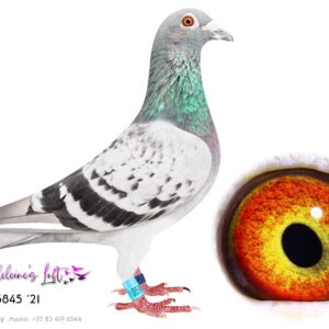 Lot 30 – 05845 ZA ZA 2021 (C) - Club, PEFED, EPPU Winner - Dewetsdorp 1 - 1659mpm - 1368birds – 2022, 29th Best Bird North Route EPPU 2022, 68th Best Bird Middle Distance EPPU 2022 , 88th Best Bird Overall PEFED 2022, 98th Best Bird Overall EPPU 2022, Bred by John du Preez Sire 179 Kowi 20 – Piet Steenkamp genetics. Dam 9067 PWDU 20 – Mother is full sister to Turbo Queen. Bred from the lines of Chris & Bles. - SEE PEDIGREE !!!