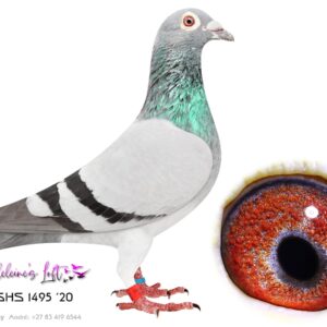 Lot 16 – 1495 ZA MSHS 2020 (C) – Bred by Fouche bros. Some of the best Clausing & Houben bloodlines available in SA in one bird. Closest bred available to the famous hen Parma. Sire – 03770 ZA 12 – Bred from the best Clausing bloodlines available in SA. Ziko, Dana, King David. SCMDPR winning genes. Dam – 15108 ZA 11 – Direct daughter to famous Parma. Breeder of Multiple winners in SA and sold for R65000 in 2008. One of the best Houbens ever in SA. - SEE PEDIGREE !!!