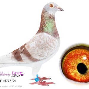 Lot 1 – 15777 ZAOP 2021 (C) - Nr.1 Breeding cock at Madeleine's Loft. Sire to 7927 11x Top100 EPPU, 7909 6x Top100 EPPU, 7939 (Lot 47) 5x Top 100 EPPU 2026, 17th Ace Overall PEFED, 12th Ace East Route PEFED, 12th Ace Overall EPPU, 8th Ace East Route EPPU, 2nd Ace Short Distance EPPU and many more super racers. Click hen and super hit ratio with ZAOP 6789 '21 (Lot 25) Progeny are raced on the hard East route avg 1100mpm and have devastated the opposition in the EPPU. Sire to 15777 is full brother to “Turbo Kittel” This lineage has bred the Brown Jacket winner Afrikapro 2026 for Louis Botha. Dam to 15777 is a super breeding hen and is also dam to 778 ZAOP 2025 (Lot 38) double PEFED & EPPU winner 2026. - SEE PEDIGREE !!!