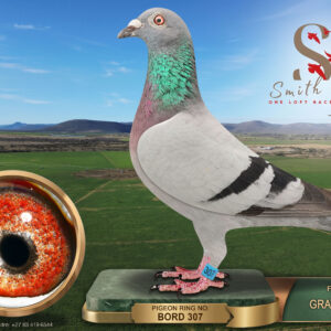LOT 76: ZA 25 BORD 307 (H) – ENTERED BY: GRAY CHANNON – 48TH ACE PIGEON IS NOT RECORDED FOR THIS BIRD – 84TH FINAL RACE – A blue-bar hen recorded as Putterie × Norman, bred from cock 418/2024 and hen 270/2024. – SEE PEDIGREE !!!