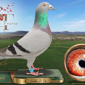 LOT 69: ZA 26 CAMELOT 218 (C) – ENTERED BY: TWICE AS NICE – A blue-bar cock bred from two Einkamerer pigeons: “SIR BB 2 (466)” and “DODY 2”. The pedigree combines established Einkamerer, Houben, Clausing, Koopman and Jan Hooymans families. – SEE PEDIGREE !!!