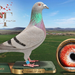 LOT 93: ZA 25 CAMELOT 219 – “TAN 219” – ENTERED BY: TWICE AS NICE – 34TH FINAL RACE – A blue-bar pigeon bred from two Einkamerer birds. THE SIRE, “SIR BB 2”, carries Blackbird, Freezie and Jan Hooymans ancestry. THE DAM, “DODY 2”, combines Dwarf and Dody with further Einkamerer, Houben and Koopman lines. – SEE PEDIGREE !!!