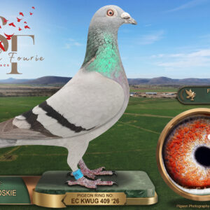 LOT 22: ZA 25 KWUG 409 (C) - ENTERED BY: JOHAN TROSKIE - 8TH FINAL RACE - 22ND ACE PIGEON - A blue-bar cock bred from sire 3147/2020 and dam 278042, with Van Heerden and Dawid Ferreira ancestry on the dam’s side - SEE PEDIGREE !!!