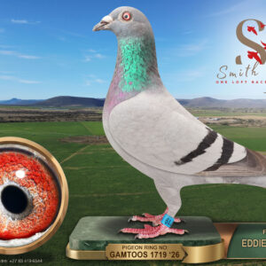 LOT 73: ZA 26 GAMTOOS 1719 (H) – ENTERED BY: EDDIE FERREIRA – 26TH FINAL RACE – Bred from Webster cock DRPC 24 954, 2nd Race 1 at Diaz 2025, and an Engelbrecht Racing Team hen from the “BLUE RAMBO” × “THE GEM” pairing. Combines Webster, Rambo and Marcel Aelbrecht lines. – SEE PEDIGREE !!!