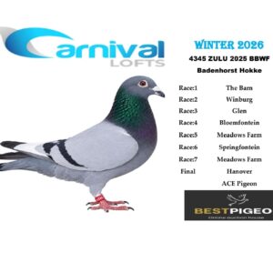 LOT 1: ZA 25 ZULU 4345 – ENTERED BY: BADENHORST HOKKE – 122ND BLOEMFONTEIN – 172ND SPRINGFONTEIN – 194TH MEADOWS FARM – A blue-bar white-flight pigeon combining concentrated Sablon “810” breeding through THE SIRE and Tom Lock bloodlines through THE DAM, including “SUPER 652,” the “R80 000 SUPER COCK” and “HAWK 3” – SEE PEDIGREE !!!