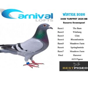 LOT 2: ZA 25 TURFPET 3459 – ENTERED BY: SUSARRA SWANEPOEL – 51ST FINAL RACE – 17TH ACE PIGEON – A blue-bar pigeon with a strong overall record at Carnival Lofts Winter 2026, including 40TH THE BARN, 44TH MEADOWS FARM and 73RD BLOEMFONTEIN.