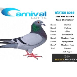 LOT 3: ZA 25 KHS 3386 “NEBRASKA” – ENTERED BY: TEAM OBERHOLSTER – 190TH FINAL RACE – 139TH ACE PIGEON – 65TH THE BARN – 91ST WINBURG – 94TH BLOEMFONTEIN – Bred from “BINX 25,” carrying Pigeon Palace MoneyMaker lines and AfrikaPro performers, and “BLUE TONIC,” a Tom Lock-line hen recorded as the dam of the 10TH ACE PIGEON at Carnival Winter 2025 – SEE PEDIGREE !!!