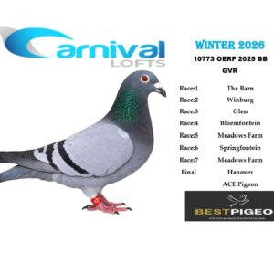 LOT 4: ZA 25 OERF 10773 – ENTERED BY: GVR – 174TH FINAL RACE – A blue-bar pigeon entered in Carnival Lofts Winter 2026, with results including 99TH SPRINGFONTEIN, 133RD MEADOWS FARM and 196TH BLOEMFONTEIN. - A blue-bar pigeon bred from a Twilight/Marieke sire carrying Turbo Magic and Gaby Vandenabeele ancestry, paired to a Hennie Moll hen – SEE PEDIGREE !!!