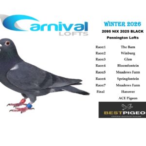 LOT 5: ZA 25 NIX 2095 – ENTERED BY: PENNINGTON LOFTS – 183RD FINAL RACE – 154TH ACE PIGEON – A black pigeon that completed the Carnival Lofts Winter 2026 series, with additional results including 161ST MEADOWS FARM and 212TH THE BARN. - THE SIRE: “Black Oswald 478”, bred from “Blue Gold” × “Black Gold”. THE DAM: “Silver Spark”, combining the “Prince Fabio”, “Silver Shadow” and “Black Bull” lines. A pigeon bred the same way placed 18th in the Cape Town OLR Final 2023, while the nest mate placed 2nd in Hotspot 2 at Carnival 2026. – SEE PEDIGREE !!!