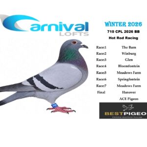 LOT 6: ZA 26 CPL 710 – ENTERED BY: HOT ROD RACING – 181ST FINAL RACE – 100TH ACE PIGEON – A blue-bar pigeon from Carnival Lofts Winter 2026, with notable results including 44TH MEADOWS FARM and 68TH WINBURG.