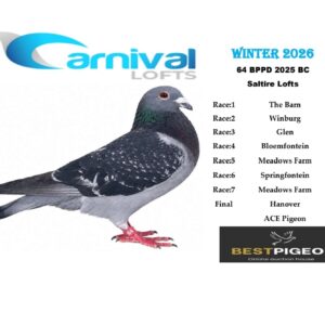 LOT 7: ZA 25 BPPD 64 – ENTERED BY: SALTIRE LOFTS – 127TH FINAL RACE – 167TH ACE PIGEON – A blue-check pigeon that completed the Carnival Lofts Winter 2026 Hanover Final in 127th position, with an additional 153RD placing from Springfontein.