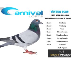 LOT 8: LOT 8: ZA 25 BPFD 2453 – ENTERED BY: ADI SCHLEBUSCH, BOWER & VOLSCHENK – 189TH FINAL RACE – 76TH ACE PIGEON – 59TH BLOEMFONTEIN – 73RD GLEN – 76TH WINBURG – 99TH MEADOWS FARM – Bred from a sire combining international one-loft winners and SAMDPR ace lines, and a dam carrying Ganus breeding through “VEGUS BOY,” “GUGU” and “AFRICAN QUEEN” – SEE PEDIGREE !!!