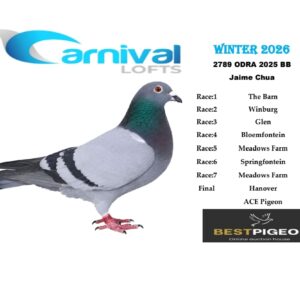 LOT 9: ZA 25 ODRA 2789 – ENTERED BY: JAIME CHUA – 196TH FINAL RACE – 93RD MEADOWS FARM – A blue-bar pigeon bred from “TOUCH OF CLASS,” a half-brother to “CARCINOMA” combining De Rauw Sablon and Prange lines, and ZA 24 OERF 4160, recorded as 3RD ORGANIZATION ACE 2025, carrying Kaasboer and Golden Carelly breeding – SEE PEDIGREE !!!