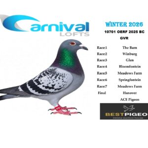 LOT 10: ZA 25 OERF 10701 – ENTERED BY: GVR – 178TH FINAL RACE – 50TH ACE PIGEON – A blue-check pigeon with five top-100 race positions at Carnival Lofts Winter 2026, including 11TH MEADOWS FARM, 20TH THE BARN, 20TH MEADOWS FARM, 31ST GLEN and 52ND BLOEMFONTEIN - A blue-check pigeon bred from a Twilight sire and a Gomes hen, combining Mark King, Turbo Magic and Gaby Vandenabeele’s Marieke line – SEE PEDIGREE !!!.
