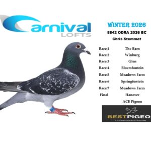 LOT 11: ZA 26 ODRA 8842 – ENTERED BY: CHRIS STEMMET – 114TH FINAL RACE – 33RD ACE PIGEON – A blue-check pigeon with standout results at Carnival Lofts Winter 2026, including 4TH SPRINGFONTEIN, 8TH BLOEMFONTEIN and 35TH MEADOWS FARM. -  A blue-check pigeon bred from Christoph Groene’s DV 23 0657 233, carrying Romario and Rote AS 217 ancestry, paired to ZA 22 SRPV 420, 13th Allflight Summer Final 2023, from Schmidt & Bau and Axel Wolf bloodlines – SEE PEDIGREE !!!