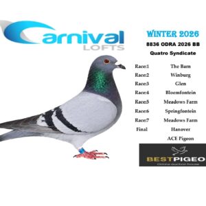 LOT 13: ZA 26 ODRA 8836 – ENTERED BY: QUATRO SYNDICATE – 123RD FINAL RACE – 68TH ACE PIGEON – A blue-bar pigeon from Carnival Lofts Winter 2026, with additional results including 74TH MEADOWS FARM, 125TH MEADOWS FARM and 168TH SPRINGFONTEIN.
