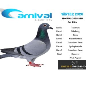LOT 14: ZA 25 WPU 890 – ENTERED BY: PAT ELLIS – 77TH FINAL RACE – 97TH ACE PIGEON – A pigeon recorded as SBB, with five top-100 race positions at Carnival Lofts Winter 2026, including 12TH MEADOWS FARM, 46TH THE BARN, 51ST SPRINGFONTEIN and 88TH WINBURG.