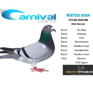 LOT 15: ZA 25 DN 378 – ENTERED BY: DIRK NORVAL – 73RD FINAL RACE – 123RD ACE PIGEON – A blue-bar pigeon from Carnival Lofts Winter 2026, with notable results including 15TH MEADOWS FARM and 65TH SPRINGFONTEIN before finishing 73RD in the Hanover Final.