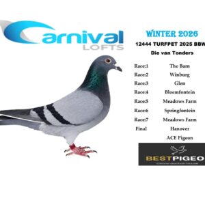 LOT 16: ZA 25 TURFPET 12444 – ENTERED BY: DIE VAN TONDERS – 106TH FINAL RACE – 42ND ACE PIGEON – 9TH MEADOWS FARM – 13TH GLEN – A blue-bar white-flight pigeon bred from “GRIJZE SCHILDERIJ,” combining Euro Legends and Silver Shadow Van Loon lines, and “PURPLE HEART,” carrying Dijkstra, Cooreman and Veenstra breeding, including “LUCKY COUNTESS” and “RETURN FLOJO” ancestry – SEE PEDIGREE !!!