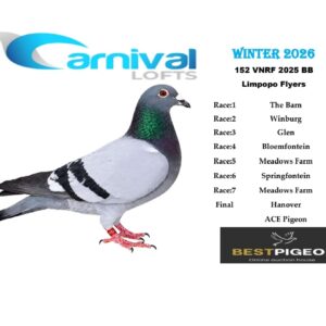 LOT 17: ZA 25 VNRF 152 (C) – ENTERED BY: LIMPOPO FLYERS – 165TH FINAL RACE – 118TH ACE PIGEON – 37TH THE BARN – 51ST MEADOWS FARM – A blue-bar cock combining Tom Lock and Van Engela breeding. THE SIRE is recorded as a consistent Union racer, while THE DAM was the breeder’s best racer in 2016 and carries Van Engela and De Smet Matthys ancestry – SEE PEDIGREE !!!