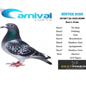 LOT 18: ZA 25 207807 “CRUNCH TIME” – ENTERED BY: RAIN’S PRIDE – 157TH FINAL RACE – 54TH THE BARN – A blue-check white-flight pigeon bred from “MUNCHIES,” 12TH FINAL DIAZ LOFTS 2025 and full brother to “BOOGEYMAN,” and “KITTEL’S BEST,” combining Dirk Van Den Bulck’s Kittel and Best Kittel lines – SEE PEDIGREE !!!