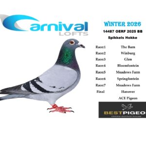 LOT 19: ZA 25 OERF 14487 – ENTERED BY: SPIKKELS HOKKE – BLUE BAR – 55TH FINAL RACE – 9TH ACE PIGEON – 24TH SPRINGFONTEIN – 33RD MEADOWS FARM. Bred from “G/SON CLICK PAIR,” carrying Spritzy/Oscar and Sablon/Carelly bloodlines, and a Cobus Venter hen with GVR, Scott Putrie and Dinokeng Clausing ancestry – SEE PEDIGREE !!!