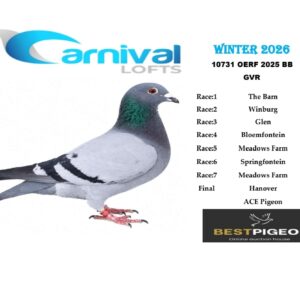 LOT 20: ZA 25 OERF 10731 – ENTERED BY: GVR – 98TH FINAL RACE – 43RD ACE PIGEON – A blue-bar pigeon with five top-100 race positions at Carnival Lofts Winter 2026, including 50TH THE BARN, 53RD SPRINGFONTEIN, 90TH BLOEMFONTEIN and 92ND GLEN. -  A blue-bar pigeon bred from a Huyser/Tom Lock and Lapa/Twilight sire, paired to the sire’s own mother, a Lapa/Twilight hen carrying Marieke, Cattrysse/Hermans and Spritzy ancestry – SEE PEDIGREE !!!