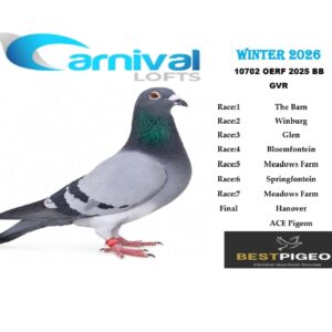 LOT 21: ZA 25 OERF 10702 – ENTERED BY: GVR – 103RD FINAL RACE – 158TH ACE PIGEON – A blue-bar pigeon from Carnival Lofts Winter 2026, with additional results including 83RD WINBURG, 148TH GLEN and 162ND SPRINGFONTEIN. - A blue-bar pigeon bred from a Twilight sire and a Gomes hen, combining Mark King, Turbo Magic and Gaby Vandenabeele’s Marieke line. Bred from the same parents as Lot 10 – SEE PEDIGREE !!!